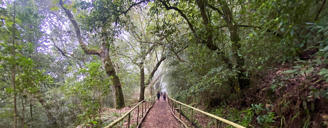 Hiking Views in Madeira – Explore Madeira’s Stunning Landscapes Hiker enjoying scenic mountain and coastline views in Madeira