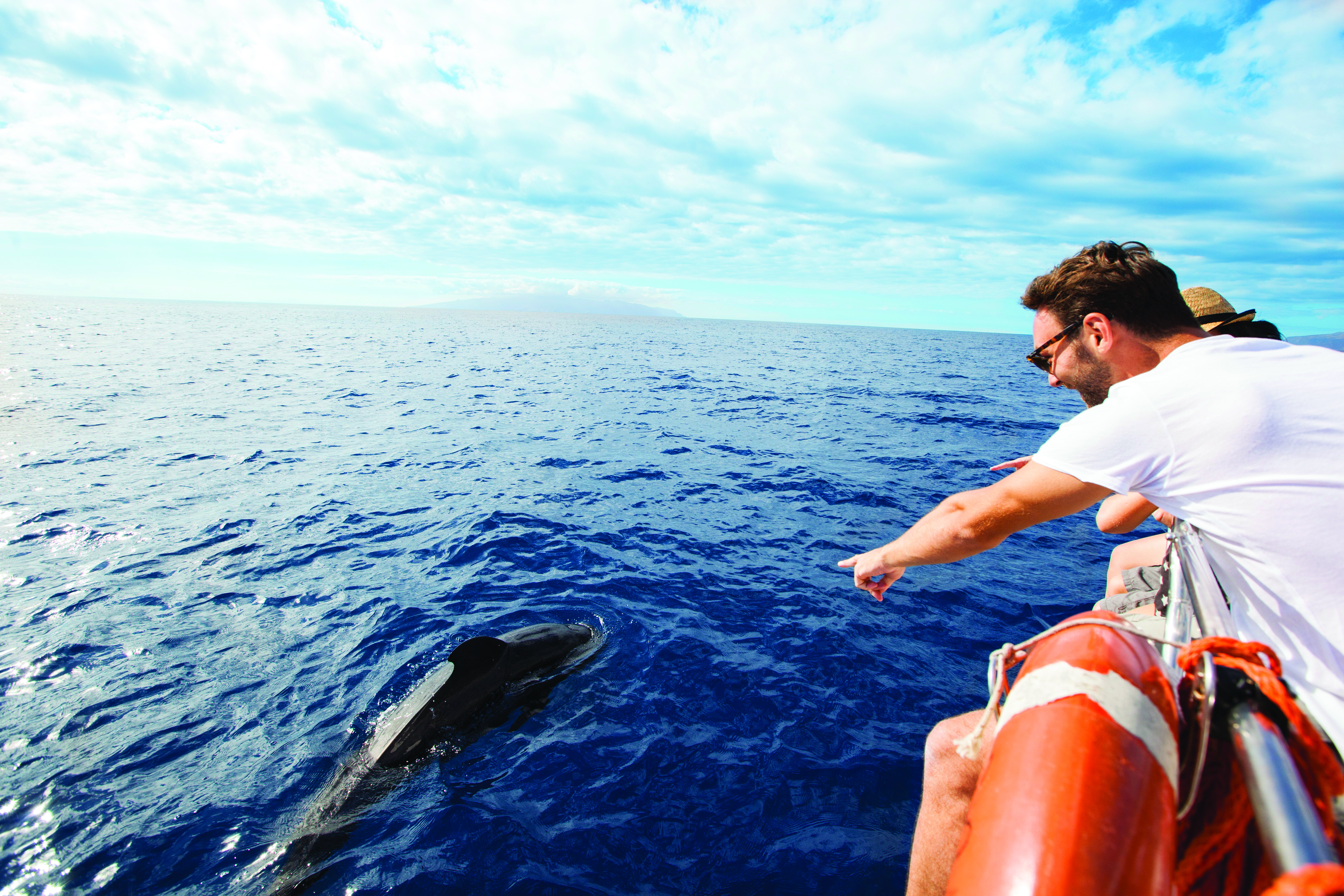 Whale and dolphin watching boat tour in Tenerife Tenerife Dolphin Watching