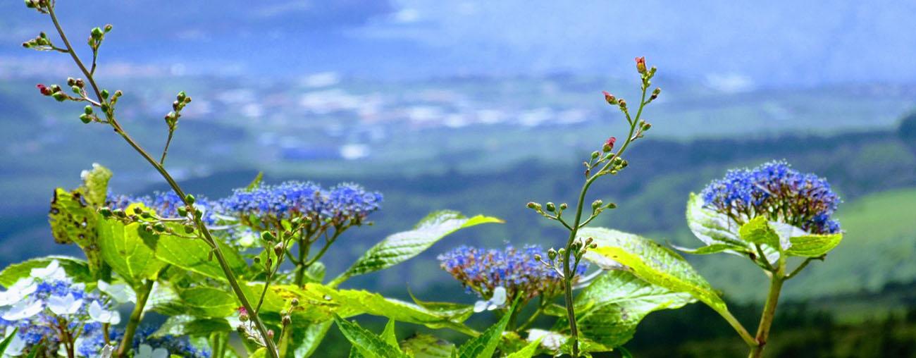 Blue Flowers in the Azores
