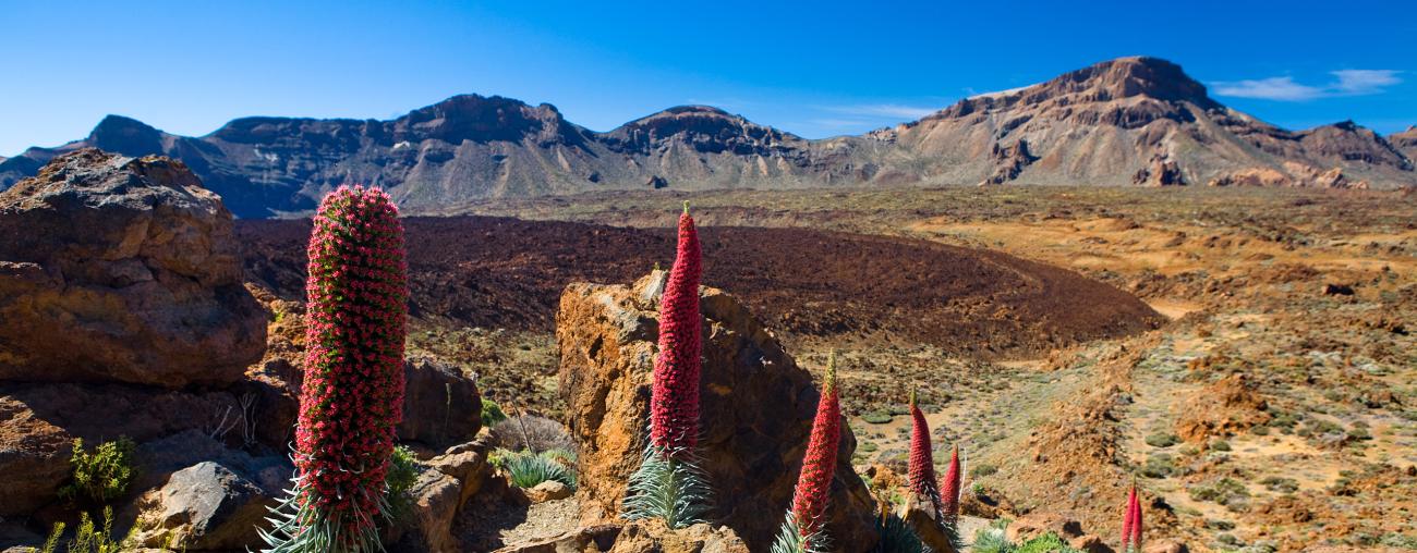 Mt. Teide Flora Tenerife