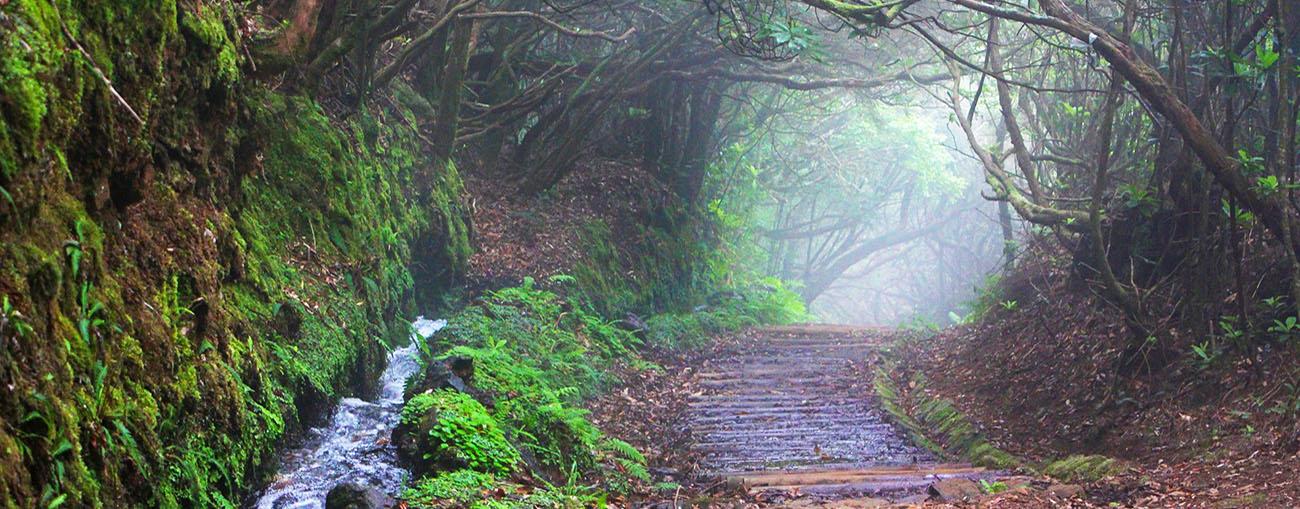 Madeira Levada Path