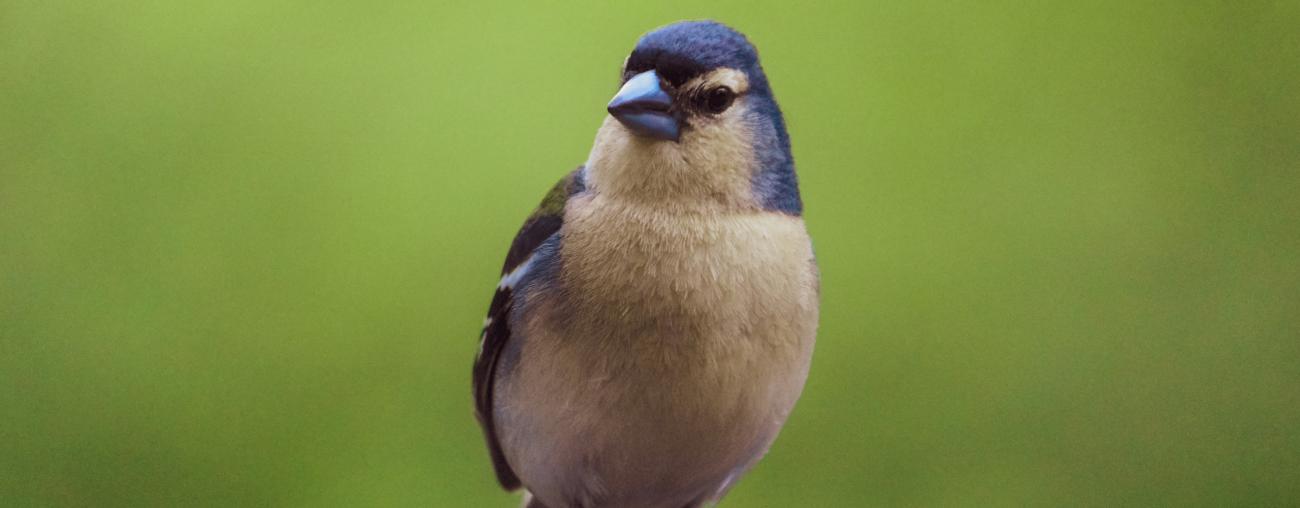 Chaffinch Azores