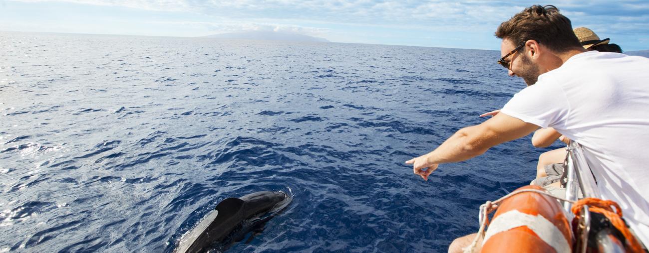 Dolphins in Canary Islands