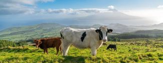 Azores Cows