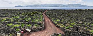 Vineyards on Pico Island in the Azores