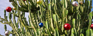 Christmas in the Canary Islands