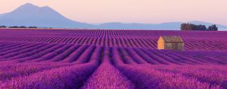 Lavender Fields France
