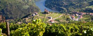 Douro Vineyard
