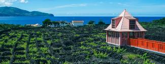Vineyards on Pico Island in the Azores