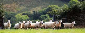 Sheep Farm Wales UK