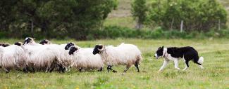 Sheepdog in Ireland
