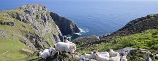 Sheep on the Slieve League Cliffs