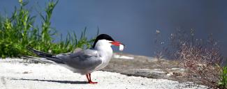 Common Tern on the beach