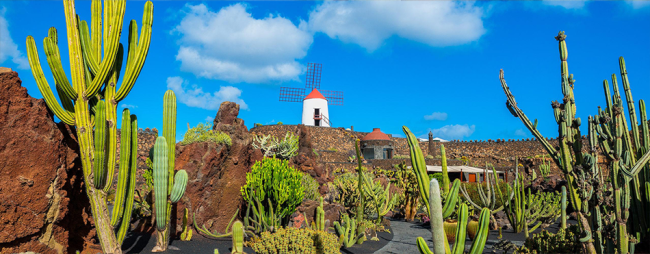 Cactus garden in Lanzorate