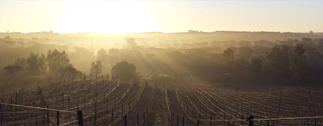 Malhadinha Vineyard