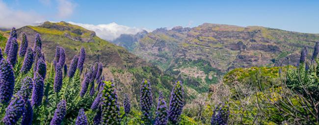 Madeira Flower Path
