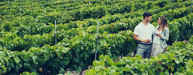 Vineyard in Tenerife